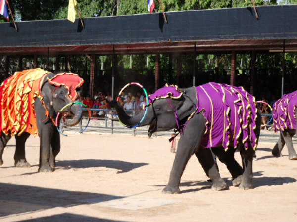 [파타야] 열대정원 농눅빌리지에서 민속쇼+코끼리쇼(조인)