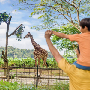  [싱가폴]2 in 1 파크 호퍼: 싱가포르 나이트 사파리 + 싱가포르 동물원