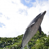 [괌]오딧세이 돌핀 크루즈 돌고래 왓칭 돌고래 못보면 여행기간동안 재탑승 가능