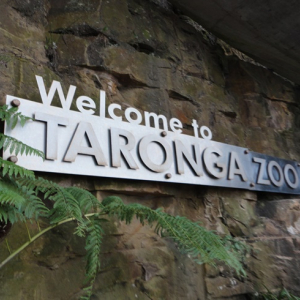 [시드니] 타롱가 동물원 티켓