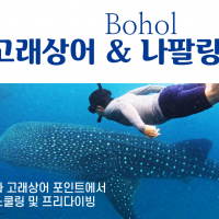 [보홀] 닐라 고래상어+정어리떼투어