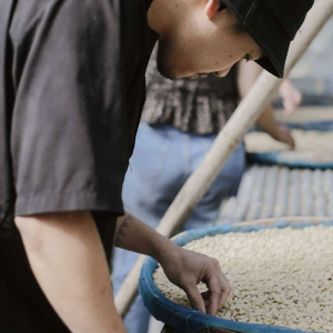 치앙마이 도이사켓 커피 농장 체험